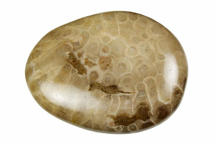 Polished Petoskey Stone (Fossil Coral) - Michigan #197443